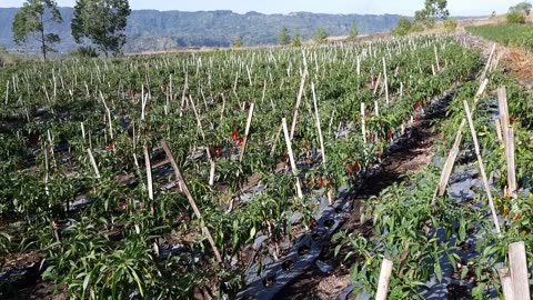 BALI ISLAND OF GOD INDONESIA