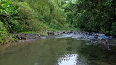 Jungle Background Video | full nature vibe