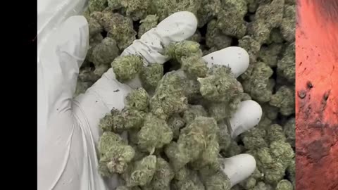 Blue Martian THCa Flower | AAA Indoor | Bulk, White Label Hemp Cannabis #THCa #thcahemp #hempflower