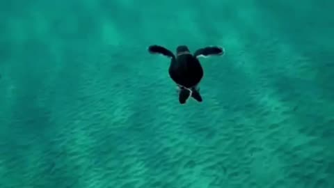Morning swim in my tiny pond