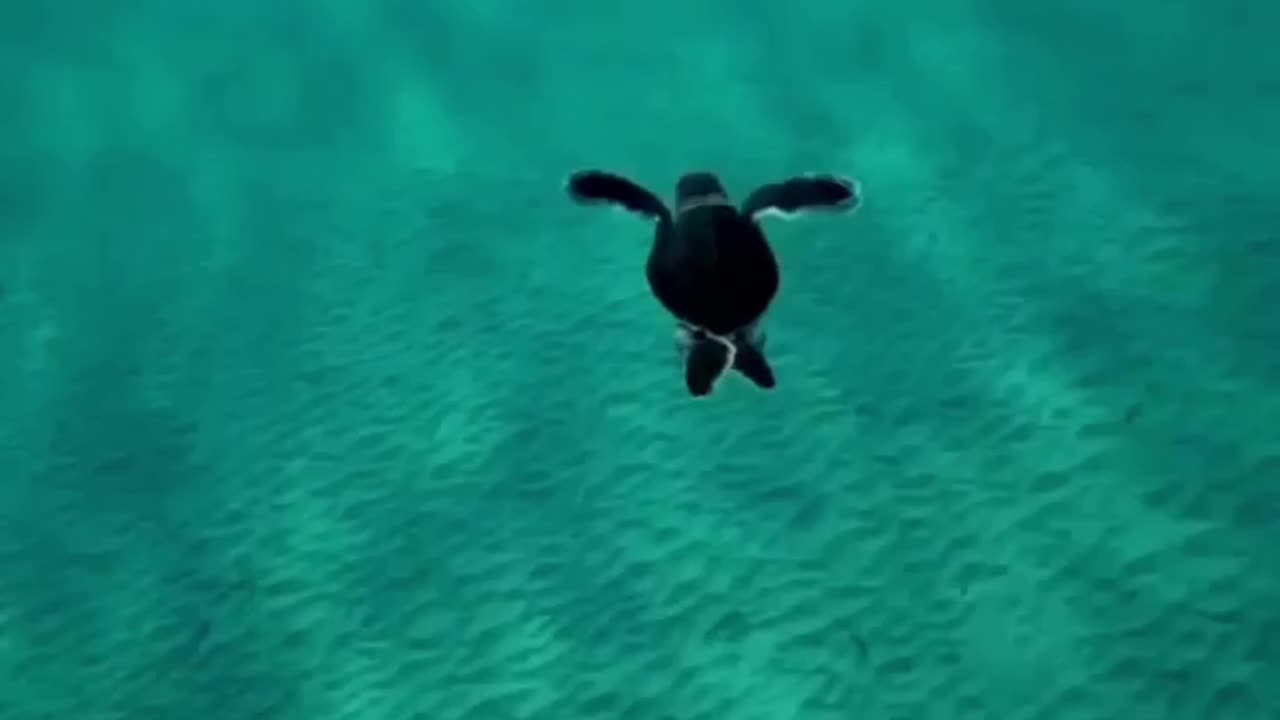 Morning swim in my tiny pond