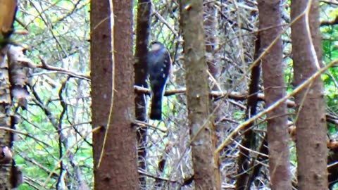 Sharp-shinned hawk