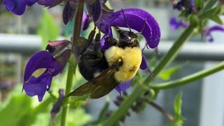 Beautiful Bumblebee