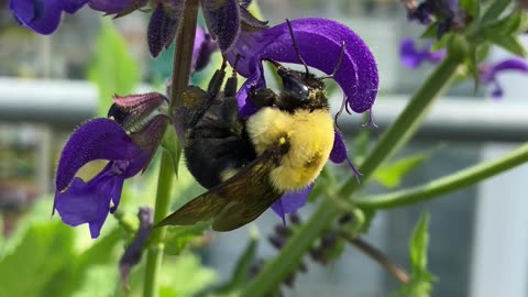Beautiful Bumblebee