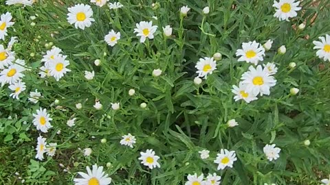 Wind Genocided Daisies