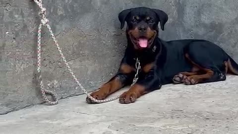 Dog video only all breed