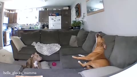 Oscar-Worthy Dog Comedy 🎬😂 These Pups Deserve a Standing Ovation!