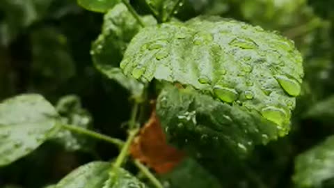 Green plant