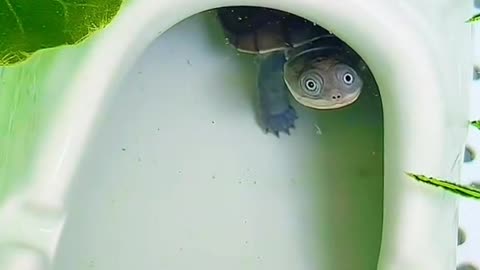 Hello, smile soon 😁 Swamp side-necked turtle 🐢