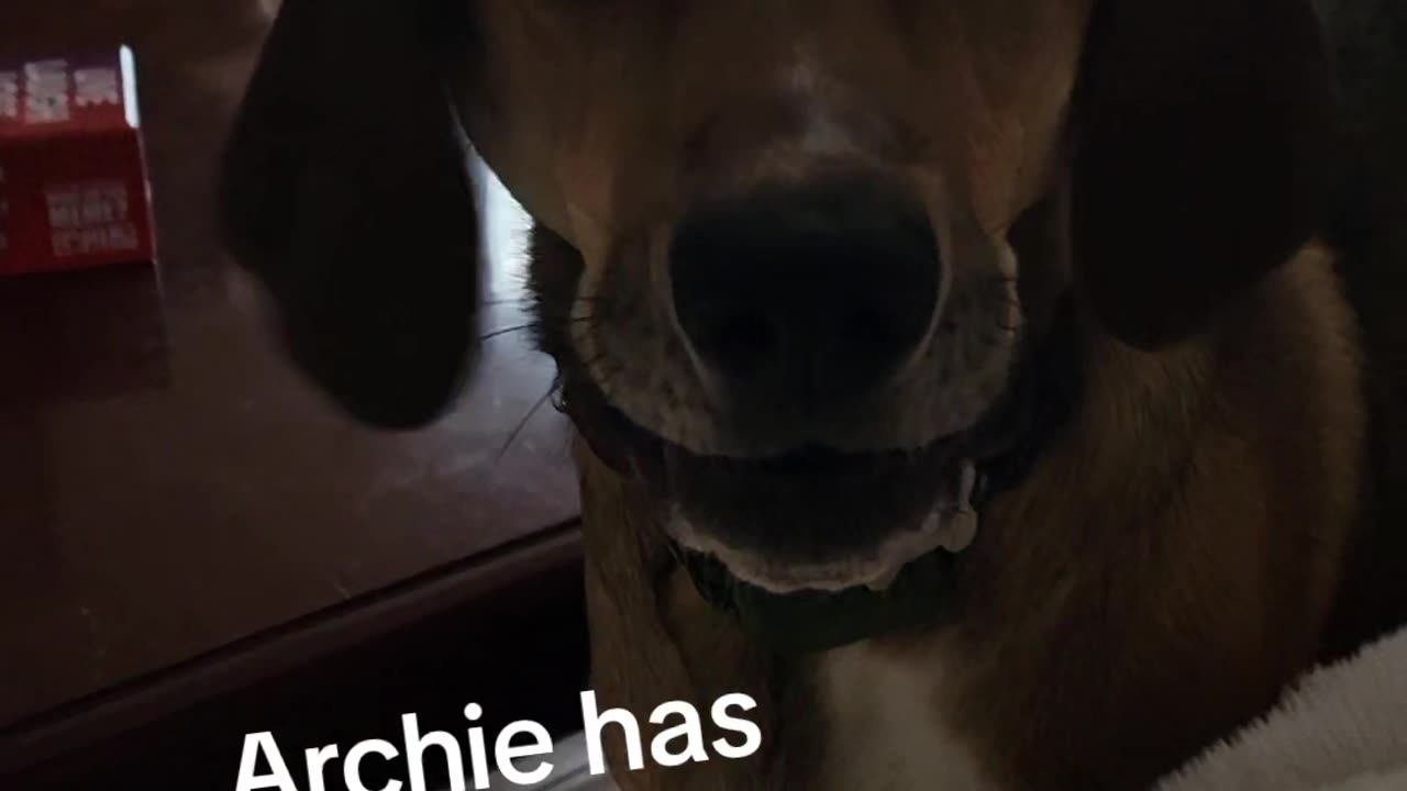 Archie has something to say
