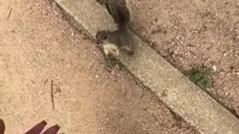 Dumb Negro Sheboon tries to pet squirrel, apparently squirrels don't even like them!!!!