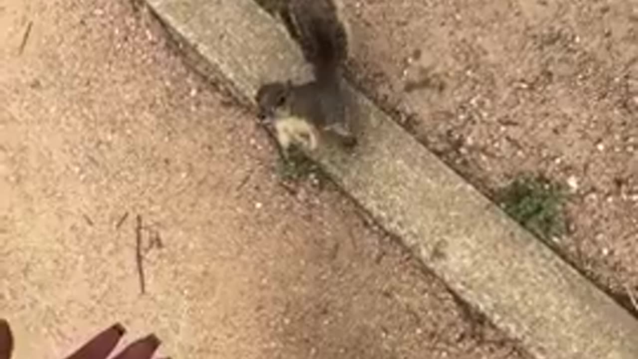 Dumb Negro Sheboon tries to pet squirrel, apparently squirrels don't even like them!!!!