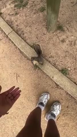 Dumb Negro Sheboon tries to pet squirrel, apparently squirrels don't even like them!!!!