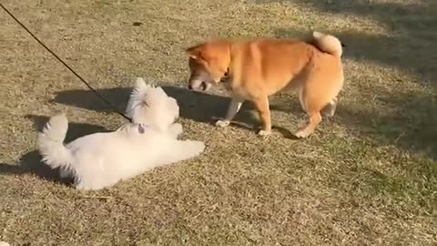 So beautiful Dog's Comedy Videos 🤣 funny videos 🤣