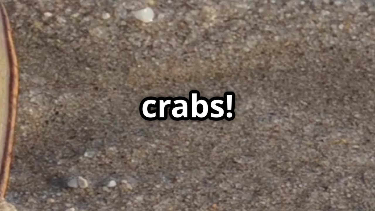 🦀⏳ Horseshoe Crabs Living Fossils from 450 Million Years Ago! ⏳🦀