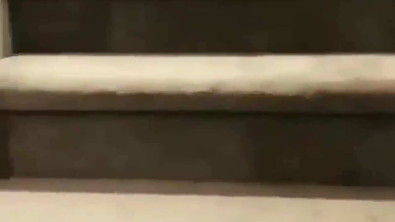 funny animals