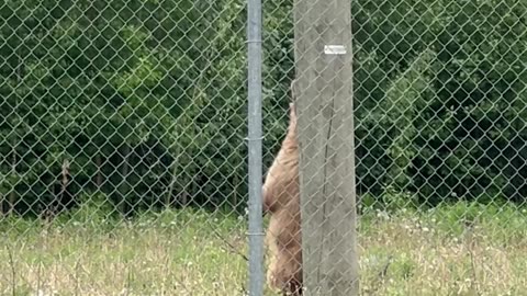 Older Black Bear Pins Younger Up Utility Pole