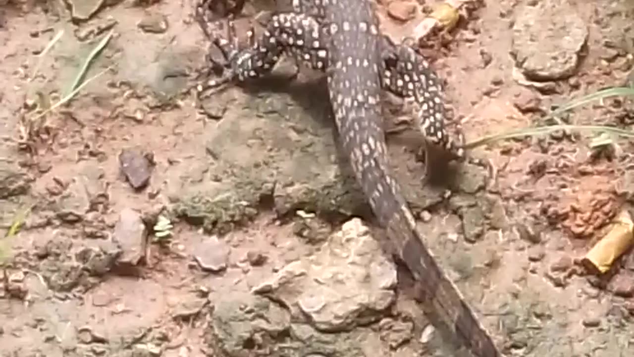 the tame komodo