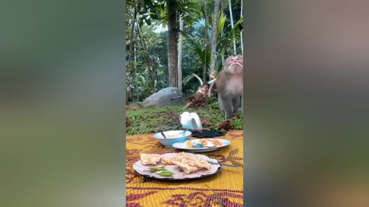 Arab Habibi Memes NEVER Missed