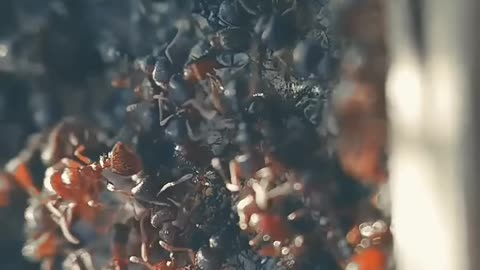Humans Vs Ants? Who Will Win?