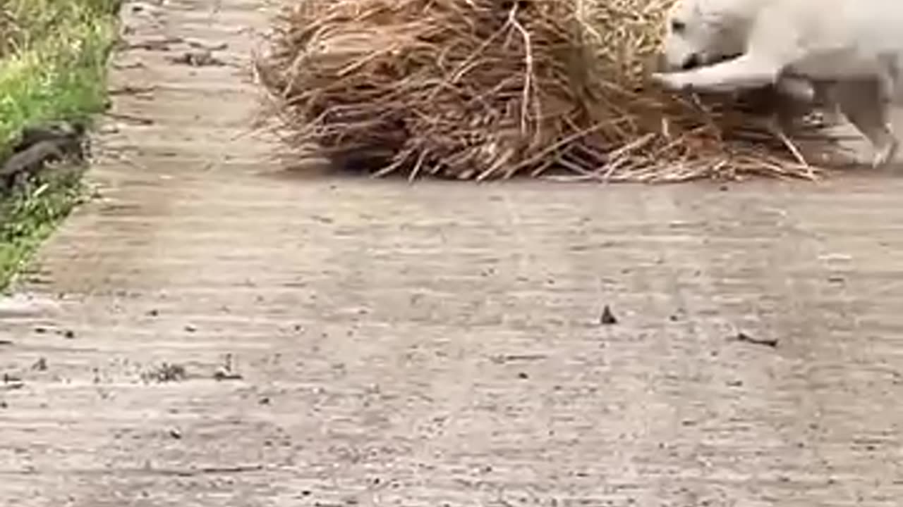 The Adorable Acts of a Helpful Dog
