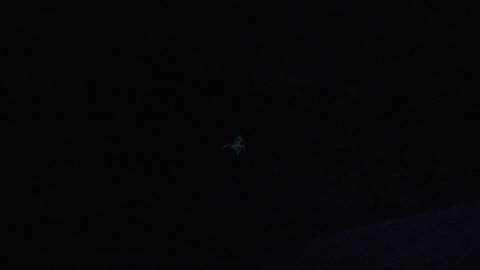 Scorpion glowing again