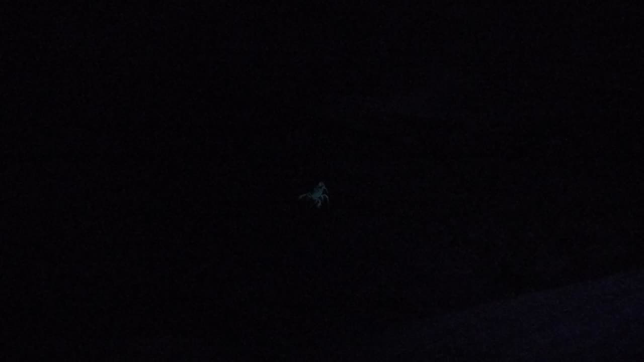 Scorpion glowing again