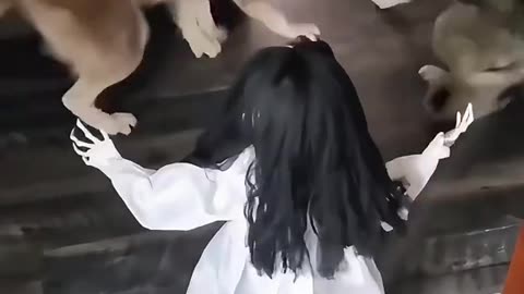 Dog's Comedy Videos 🤣 so cute videos 😍 funny videos 🤣