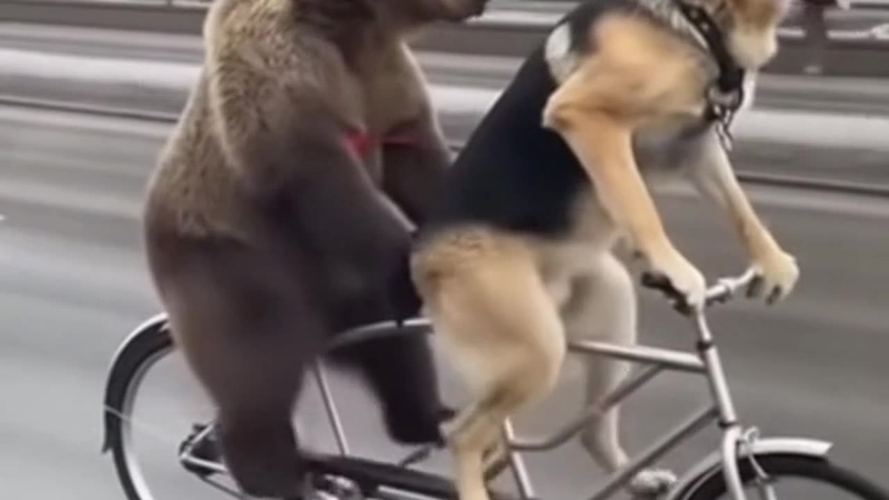 bear and a dog ride a tandem bike🤣