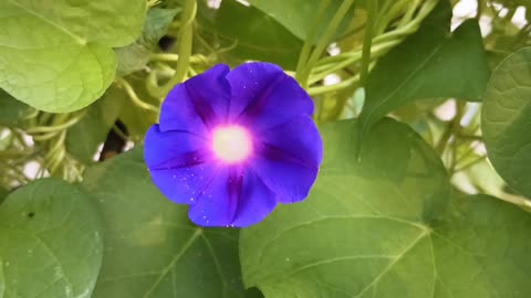 Morning Glory