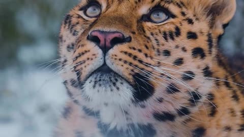 Still A Cat 🐅