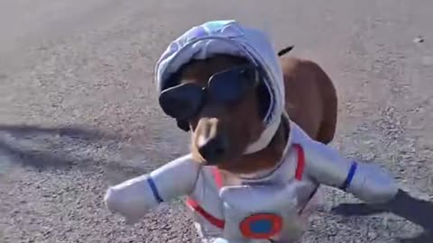 "Dog Sees Snow for the First Time - The Reaction is Everything!"