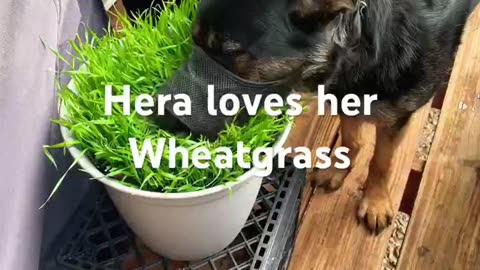 5a Garden - Dog Treats 🐶