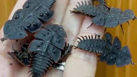 🤯✨ Prehistoric-Looking Beetles Will Blow Your Mind! | FeedMyCuriosity