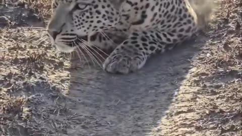 Cats are the most beautiful animals on the planet. 🥺