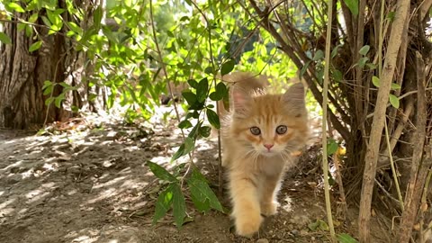 Cute Animal Ep50