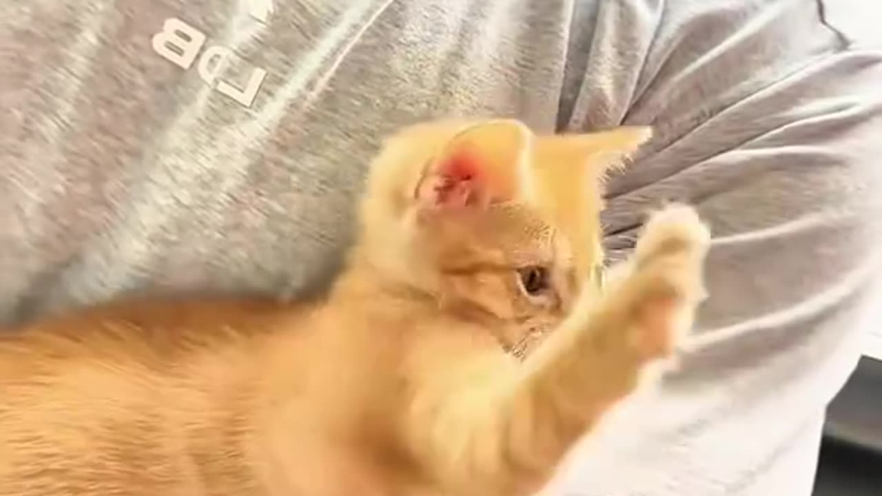 Animal love 💕💕💕