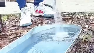 A family noticed wild animals frequently stopped by their garden fountain to drink water ❤️😊