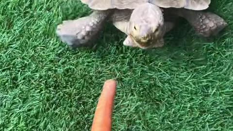 This is the type of terrorist content the Charlie Kirk shooter trans boyfriend posted online