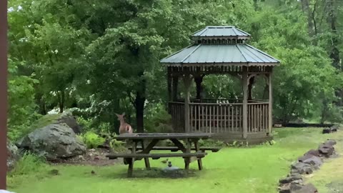 NW NC at The Treehouse 🌳 Hattie usually gives birth the second week of June, but she’s ready now 🦌