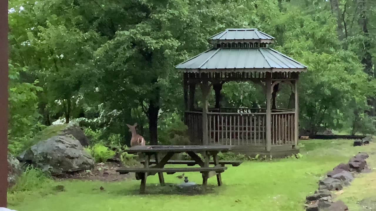 NW NC at The Treehouse 🌳 Hattie usually gives birth the second week of June, but she’s ready now 🦌