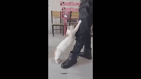 Top Pet Expert Reveals Best Ways to Enjoy Funny Animal Videos