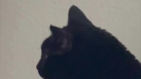 Cute Precious Piper Loves Seeing a Lizard - Adopting a Cat from a Shelter Vlog #shorts