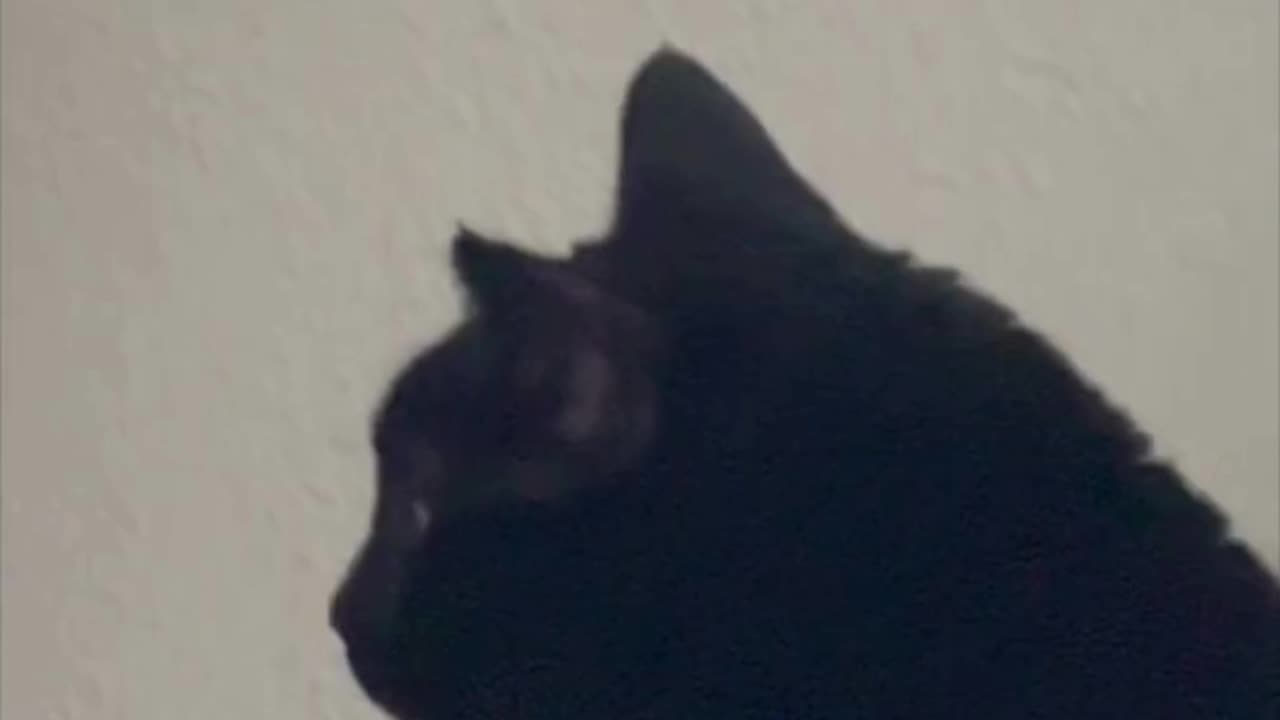Cute Precious Piper Loves Seeing a Lizard - Adopting a Cat from a Shelter Vlog #shorts