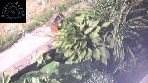 Butch the Sunflower