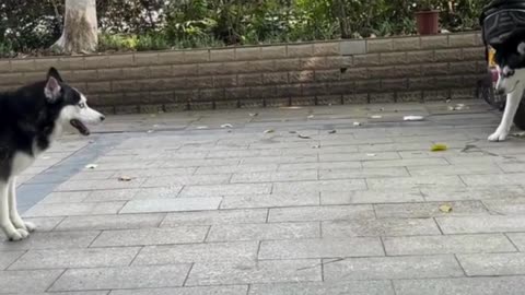 Pure Joy! Dogs Reunite After Ages and Go WILD! 😂🐕