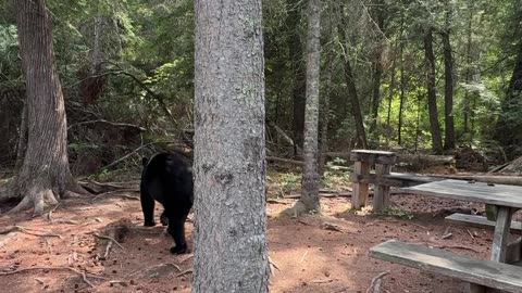 Curious Black Bear Wanders into Campsite Picnic Area