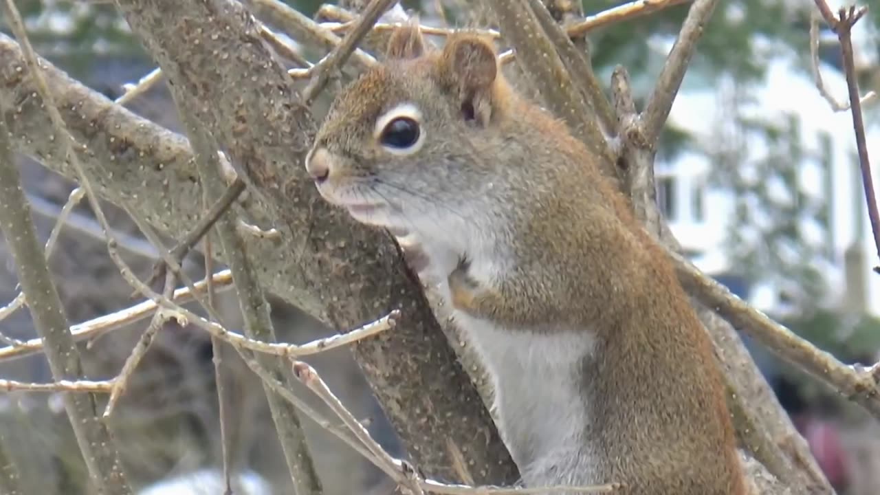 Red Squirrel