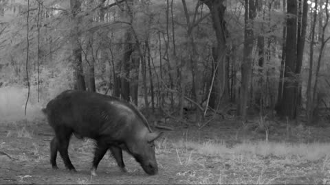 TX Night Hog's & Deer Weekly 06/21/25