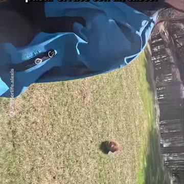 El regalo de una mujer a un castor que quería nadar con ella